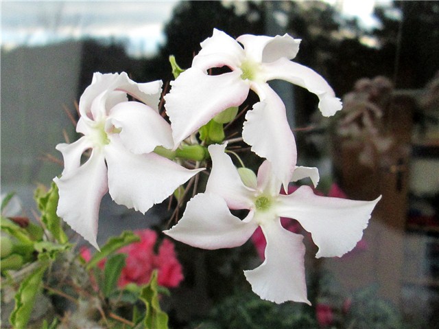 Pachypodium saundersii